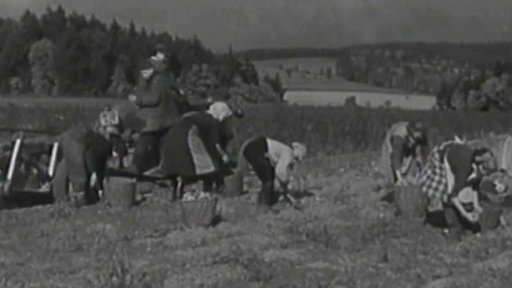 Boj za mír údernickou prací (1950)