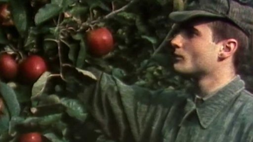 Příslušníci Pohraniční stráže pomáhají sklízet jablka (1980)