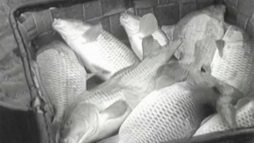 Výlov rybníka (1960)