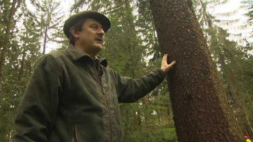 Stromy pro katedrálu