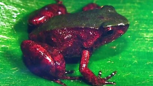 Nové druhy miniaturních žab