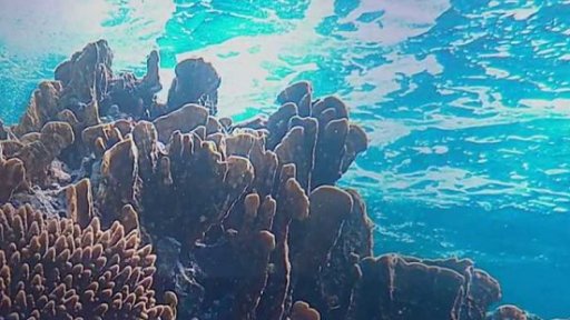 Vědci našli dosud neznámý korálový útes