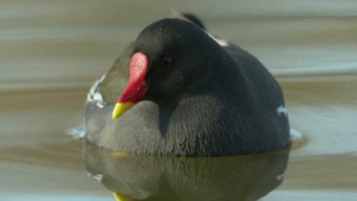 Art týden: natáčení dokumentu o zvířatech v prázdné Praze