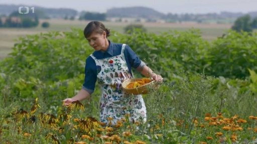 Sběr léčivých rostlin