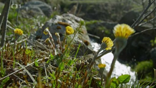 Jarní divoké byliny