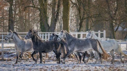 V pololetí koně letí!