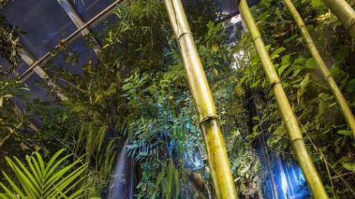 Džungle, která nespí