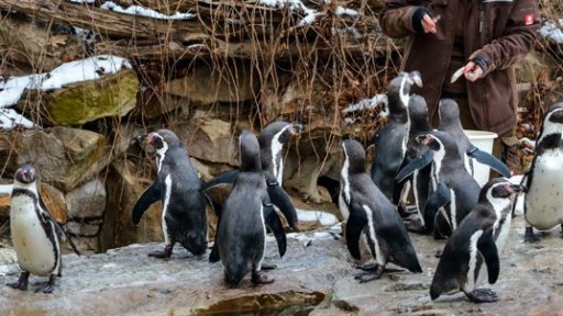 Za vysvědčení zdarma do Zoo