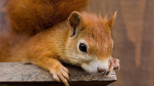 Venkovní výběhy ZOO