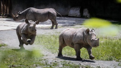 Světový den nosorožců