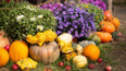 Dýňový podzim v Botanické zahradě