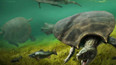 Zajímavost: Vědci objevili zkameněliny prehistorických želv