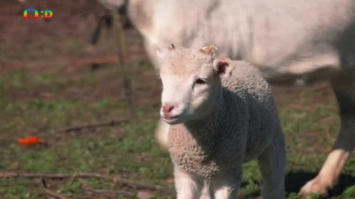 Příroda: Ovečky ve městech