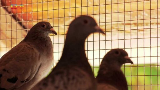 Příroda: Poštovní holubi