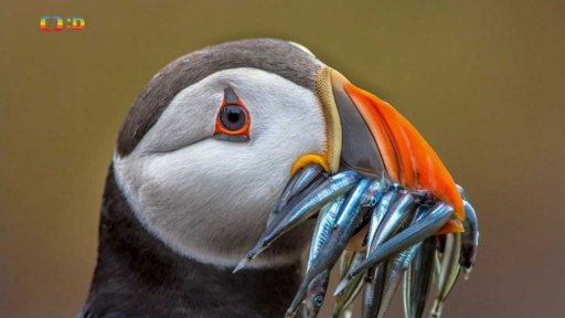 Zaostřeno na: Papuchalk - ptačí potápěč