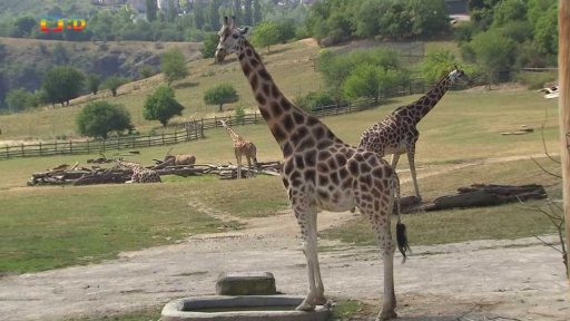 Reportáž: Práce v pražské ZOO