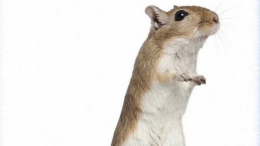 Zaostřeno na: Pískomil - mistr útěků