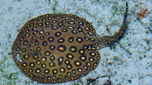 Zaostřeno na: rejnok - podmořský letec