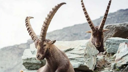 Zaostřeno na: Kozorožec horský – kozí kaskadér