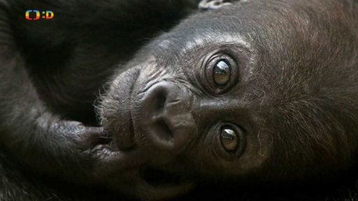 Zaostřeno na: Gorila - něžná obryně