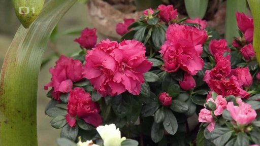 Zapomenuté květiny chladných pokojů