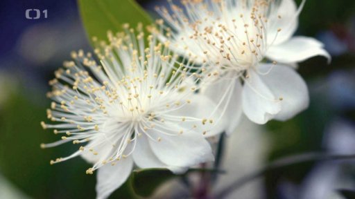 Svatební myrty a rozmarýny