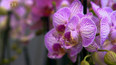 Orchideje