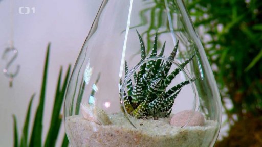 Rostliny ve skleněných nádobách