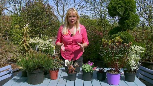 Jak nakupovat rostliny