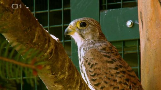 Kde bydlí sovy, poštolka a další