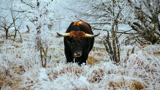 Návrat pratura do české krajiny