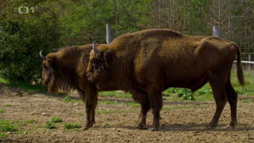 Zubr, divoký kůň, los evropský a motýli