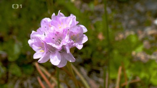 Ohrožené luční květiny