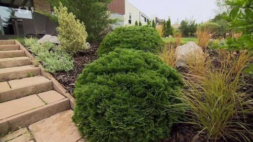 Zahrada s jehličnany