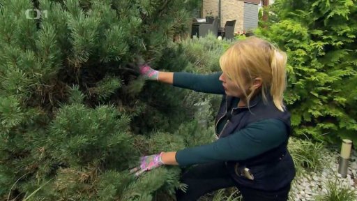 Jak se postarat o chřadnoucí rostliny
