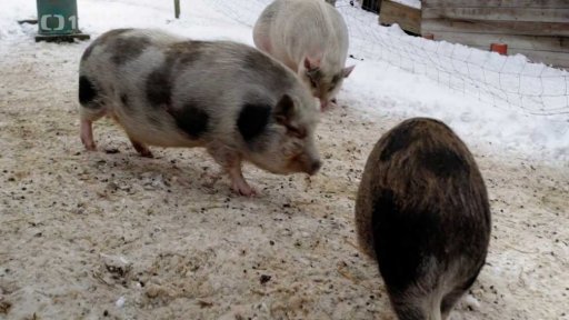 Různí naši čuníci