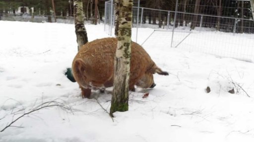 Útulek pro prasátka v nouzi