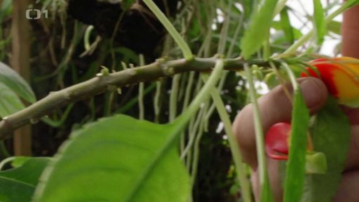 Zálivka řízkování