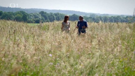 Louka dávných časů