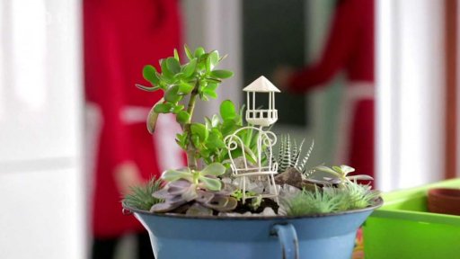 Sukulentní zahrádka