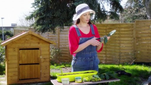 Řízkování dřevin