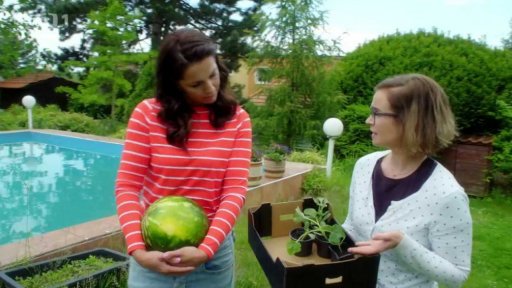 Výsadba sazenic vodních melounů