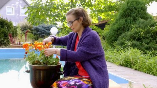 Zazimování muškátů