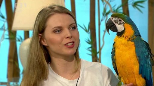 Týdenní seriál - exotičtí papoušci