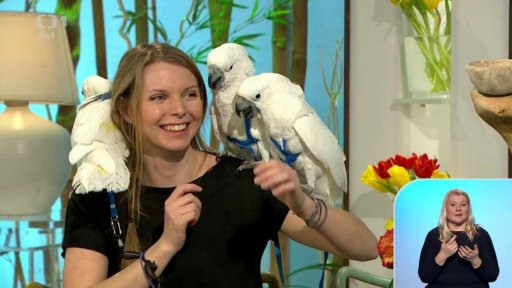 Exotiční papoušci