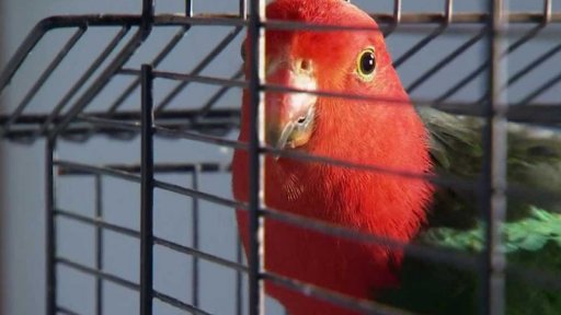 Papoušek královský