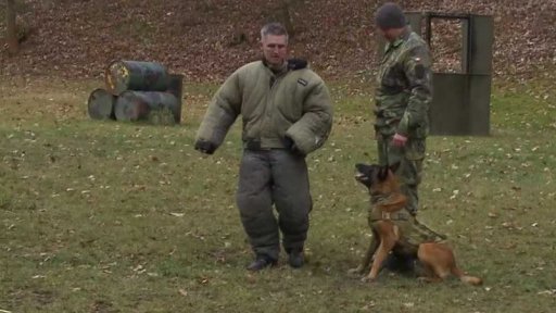 Pomozte vysloužilým armádním psům