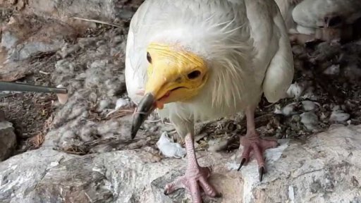 Česká snaha o ochranu ptáků ve světě