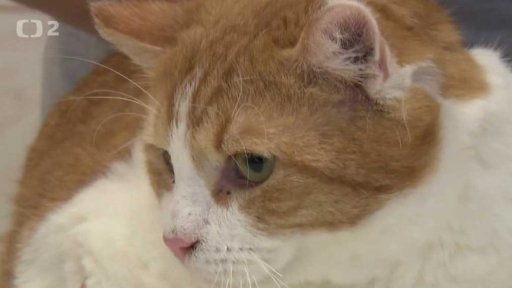 Nabídka koček z Havlíčkova Brodu