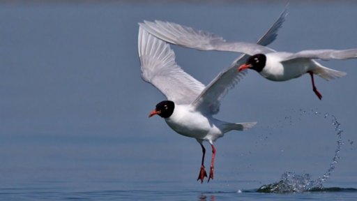 Jižní Morava své ptactvo chrání